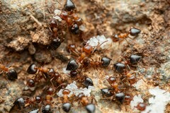 Crematogaster opuntiae