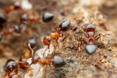 Crematogaster opuntiae
