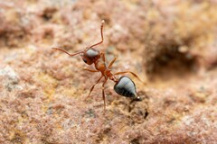 Crematogaster opuntiae