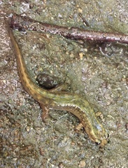 Desmognathus