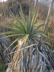 Yucca gloriosa