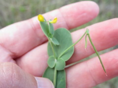 Coronilla scorpioides