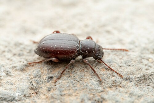 Triorophus laevis