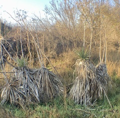 Yucca gloriosa