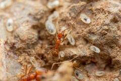 Pheidole hyatti