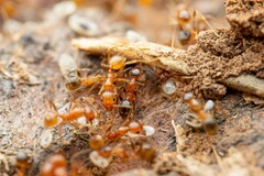 Pheidole hyatti