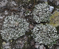 Cladonia foliacea