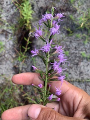 Liatris gracilis