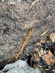 Scolopocryptops gracilis