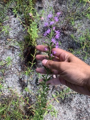 Liatris gracilis