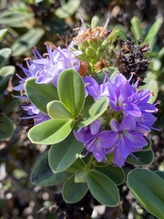 Angiospermae