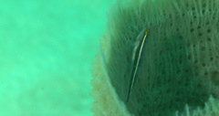 Elacatinus colini