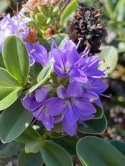Angiospermae