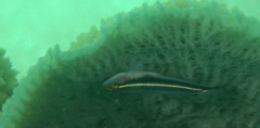 Elacatinus colini