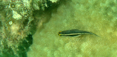 Elacatinus colini