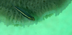Elacatinus colini