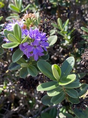 Angiospermae