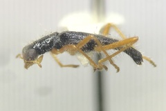 Isohydnocera tabida