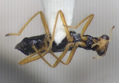 Isohydnocera tabida