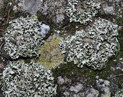Cladonia foliacea