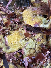 Halichondria panicea