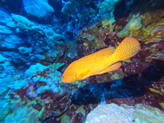 Cephalopholis miniata