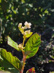 Persicaria chinensis
