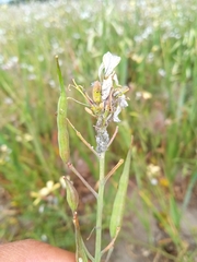 Brevicoryne brassicae