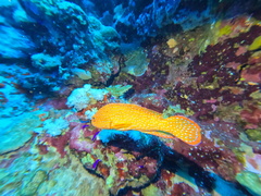 Cephalopholis miniata