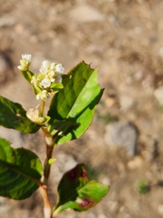 Persicaria chinensis