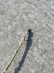 Ceroplastes sinensis