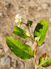 Persicaria chinensis