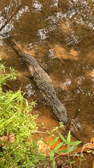 Caiman latirostris