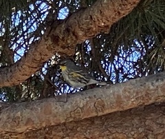 Setophaga coronata