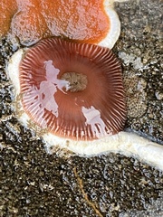 Epiactis prolifera