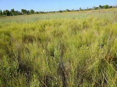 Baccharis spartioides