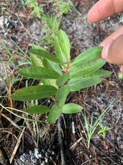 Asclepias tomentosa