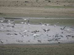 Mareca strepera strepera