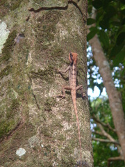 Calotes emma