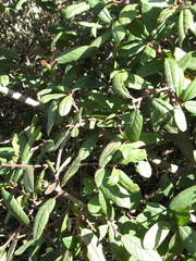 Frangula californica californica
