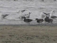 Mareca strepera strepera