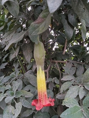 Brugmansia sanguinea