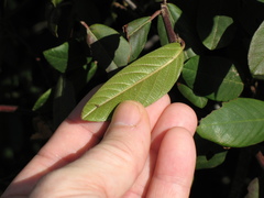 Frangula californica californica