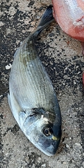 Sparus auratus