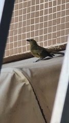 Thraupis palmarum palmarum