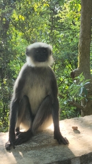 Semnopithecus hypoleucos