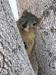 Sciurus niger