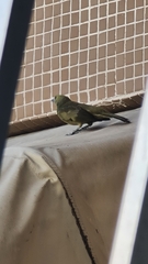Thraupis palmarum palmarum
