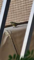 Thraupis palmarum palmarum