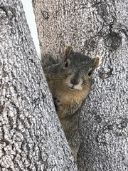 Sciurus niger